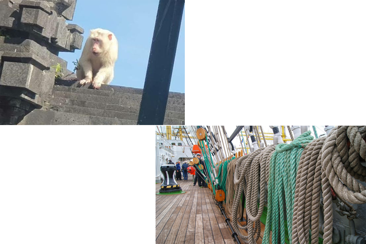 Cerita Dongeng Kera Putih dan Tali Kapal Terpopuler 2025