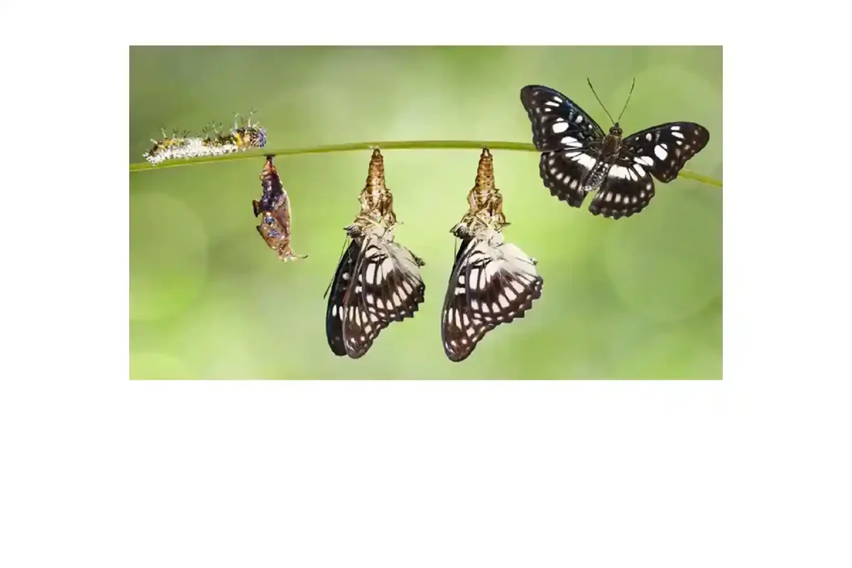 Cerita Dongeng Rakyat Kupu-Kupu dan Kepompong