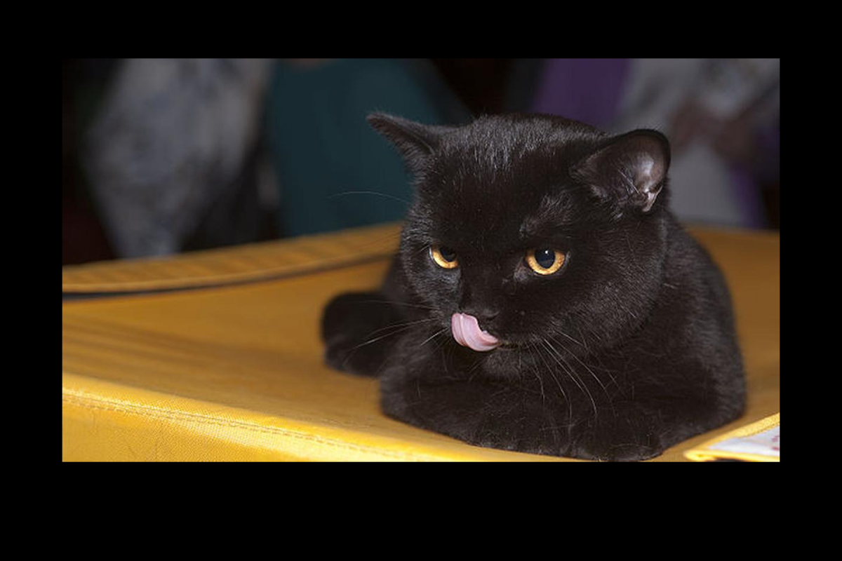 Lagenda Cerita Raykat Kucing Hitam Terbaik Hari Ini