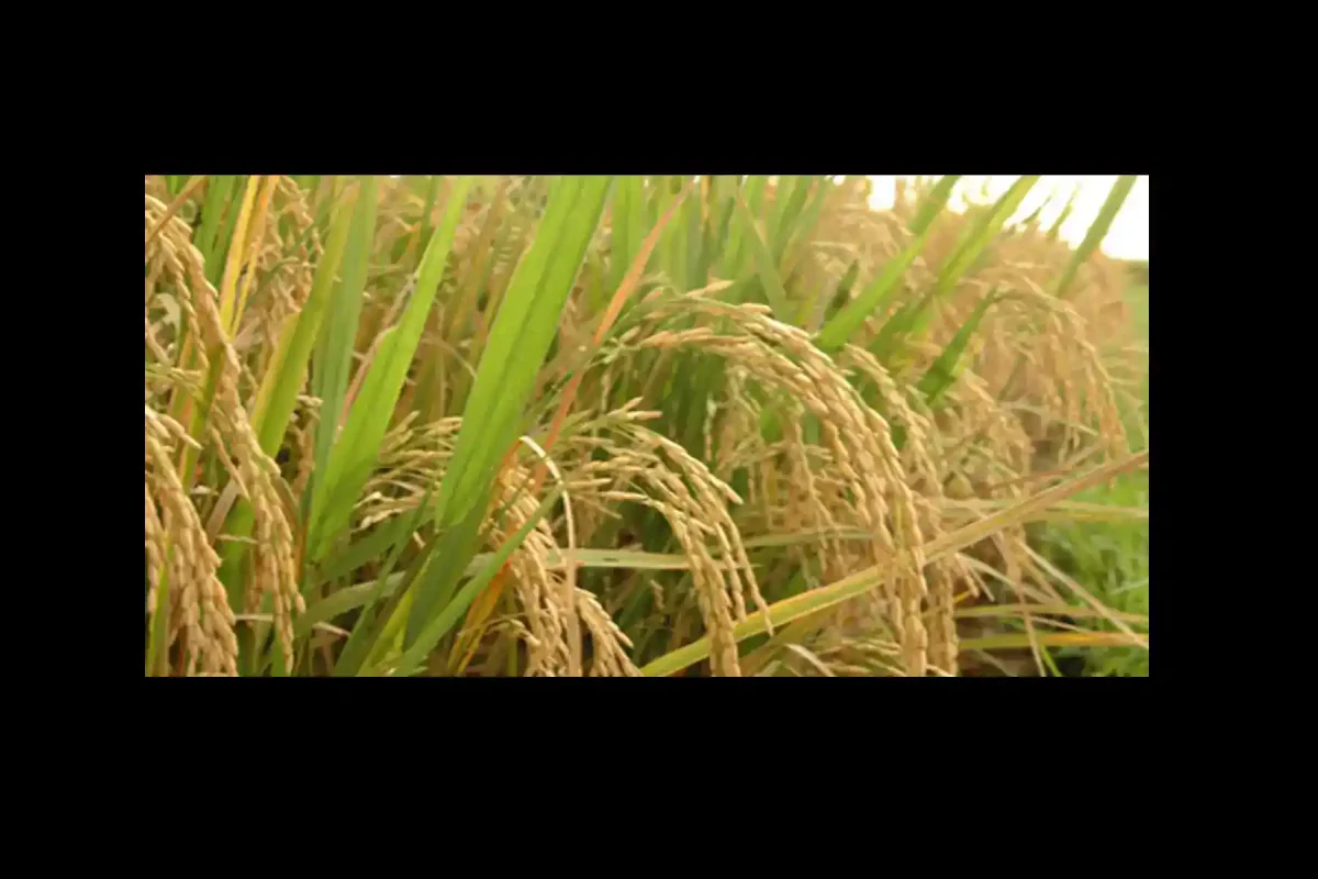 Cerita Dongeng Sumatera Utara Asal Usul Padi Terbaru 2025